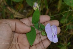 Centrosema pubescens